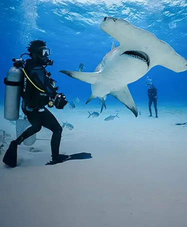 Experience diving with Hammerhead Sharks