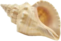 Conch Shell