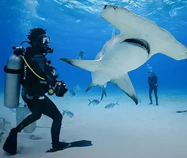 Experience diving with Hammerhead Sharks