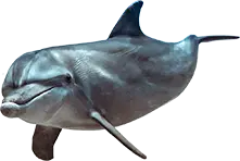 dolphin