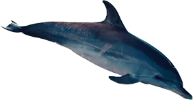 dolphin
