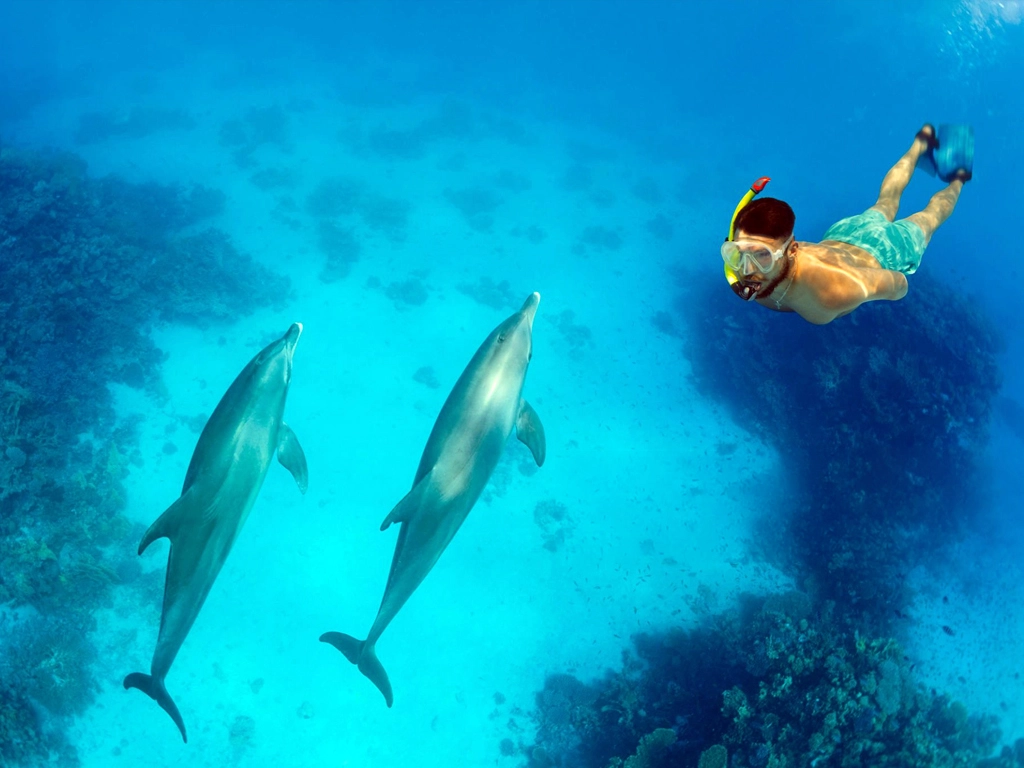 man snorkeling with two dolphins