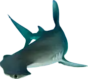 hammerhead shark