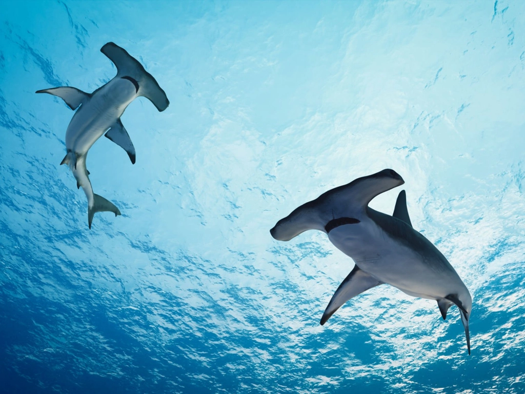 two hammerhead sharks