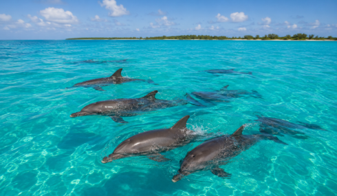 Swimming With Dolphins in Bimini