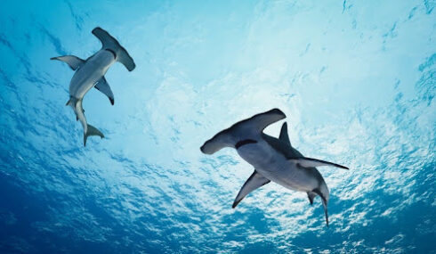 Diving with Hammerhead Sharks in Bimini